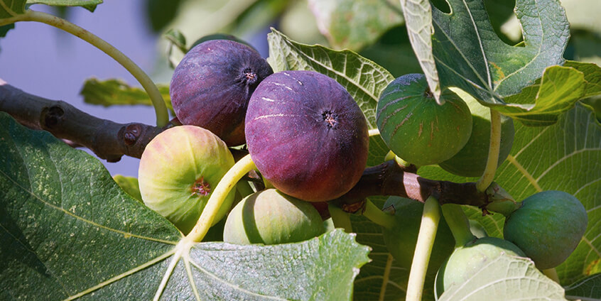 Smart Agriculture Solution - Image 10
